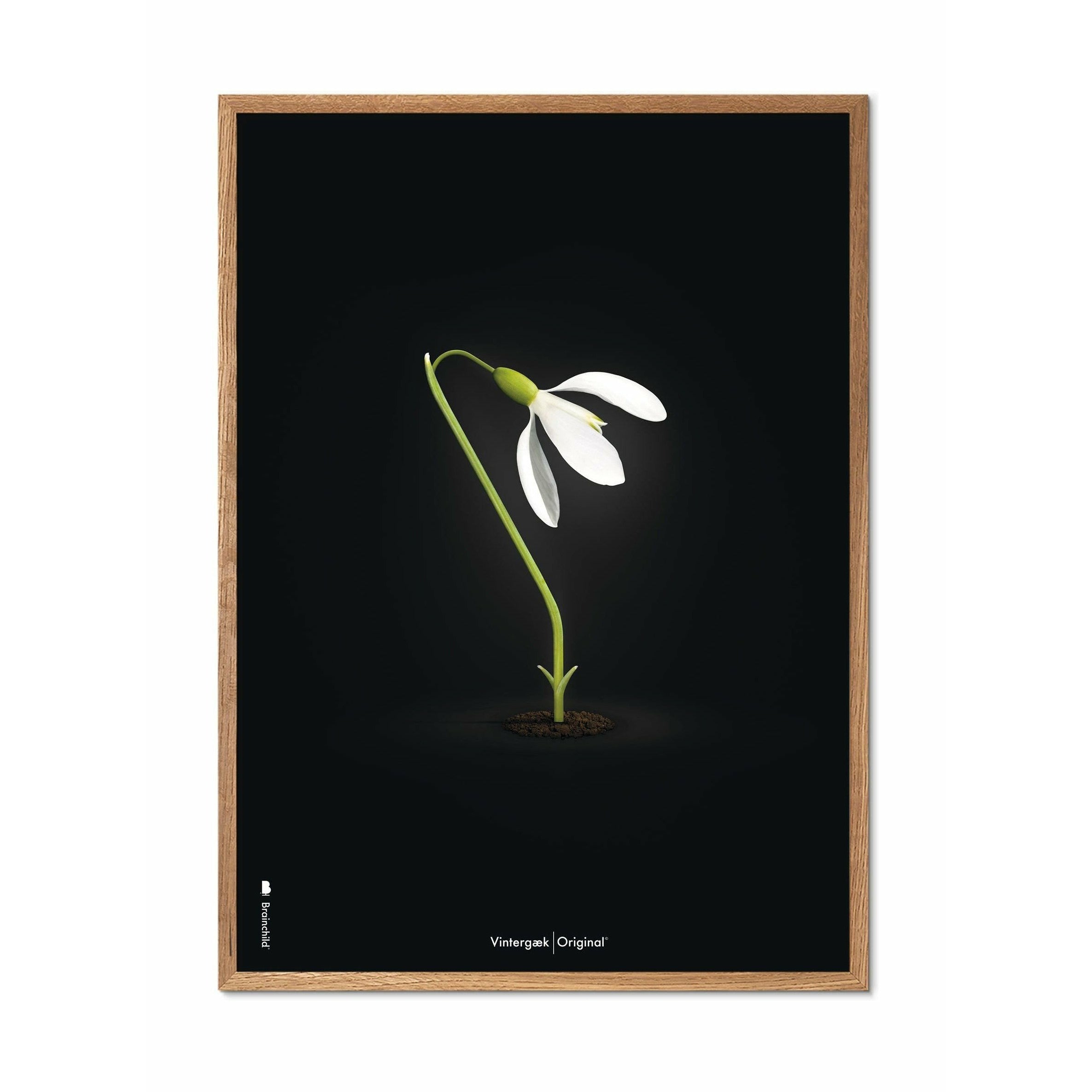 Brainchild Snowdrop Classic Poster, Frame Made Of Light Wood A5, Black Background