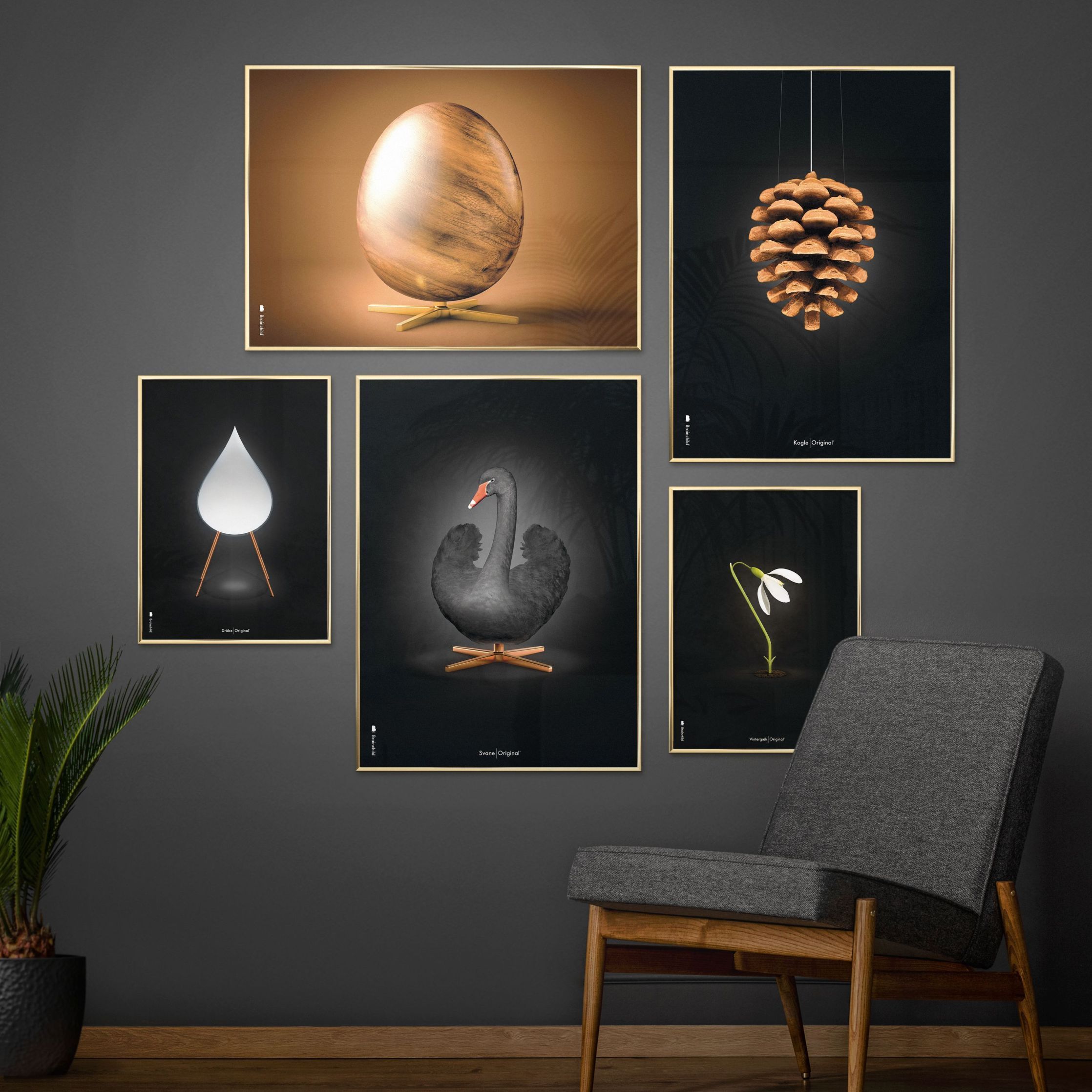 Brainchild Pine Cone Classic Poster, Frame In Black Lacquered Wood 30x40 Cm, Black Background