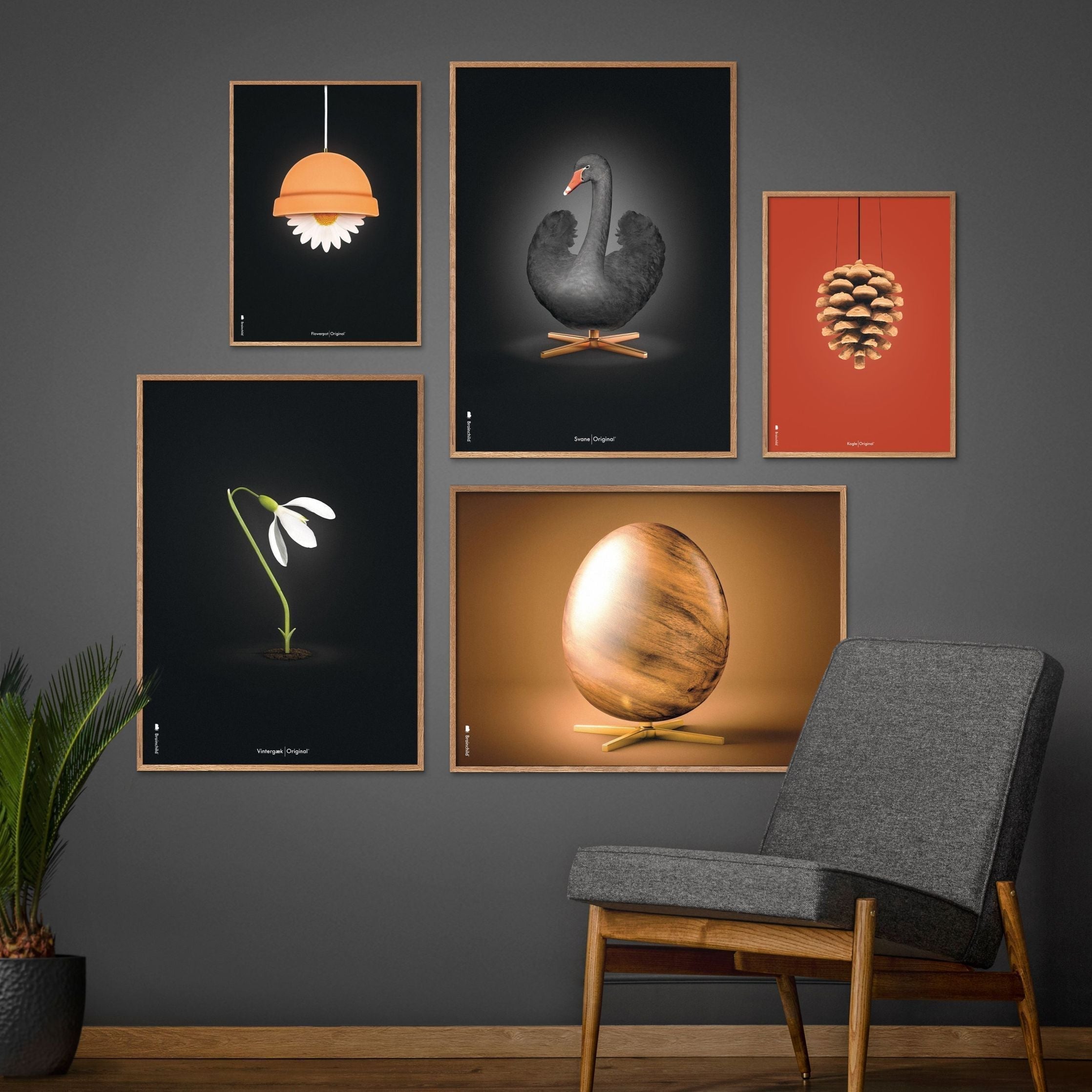 Brainchild Pine Cone Classic Poster, Frame In Black Lacquered Wood 70x100 Cm, Red Background