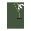 Pomysły Klasyczny plakat Snowdrop Bez ramki 50x70 cm, zielone tło