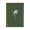 Brainchild Snowdrop Classic Poster, Frame Made Of Light Wood 50x70 Cm, Green Background