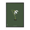 Brainchild Snowdrop Classic Poster, Frame In Black Lacquered Wood 30x40 Cm, Green Background